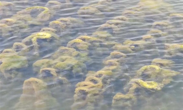 河道修復(fù)